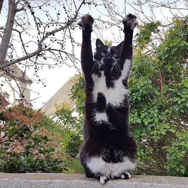 Фотобомбы котов