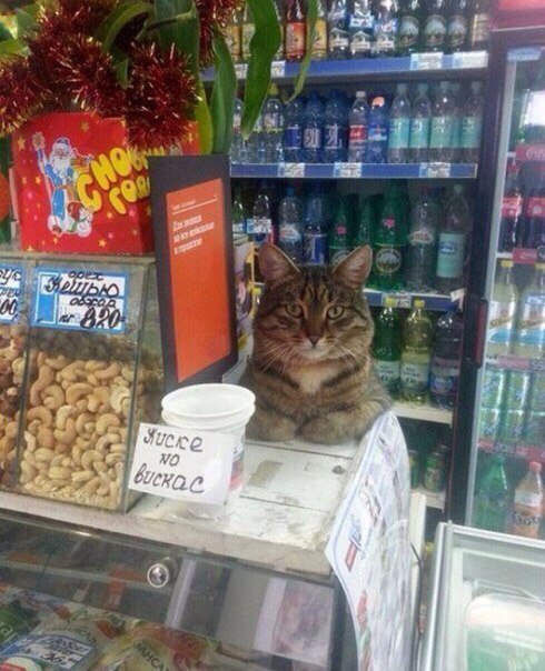 Подборка настоящих котов