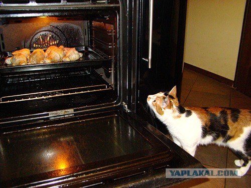 Котовторник: Кошки гаваны и другие!