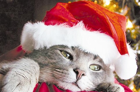Новогодний КОТОВТОРНИК!
