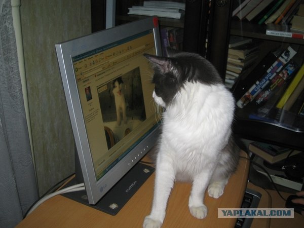 Котосреда (06.05.2009)