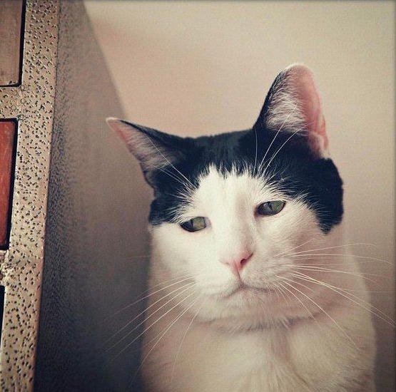 Прикольных котов пост