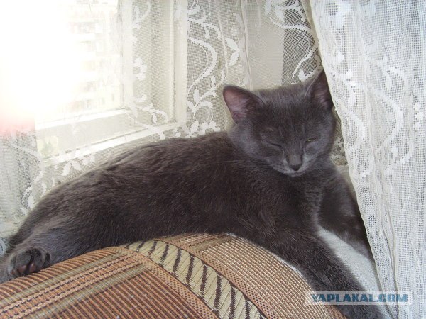 Котовторник и "Кошачьи дуркования"