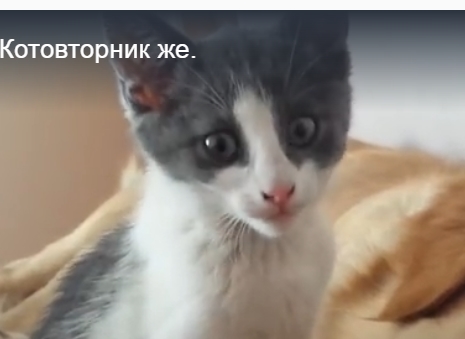 Да что этот пёс себе позволяет?
