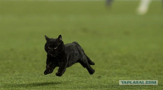 Котовторник (07.02.2012)