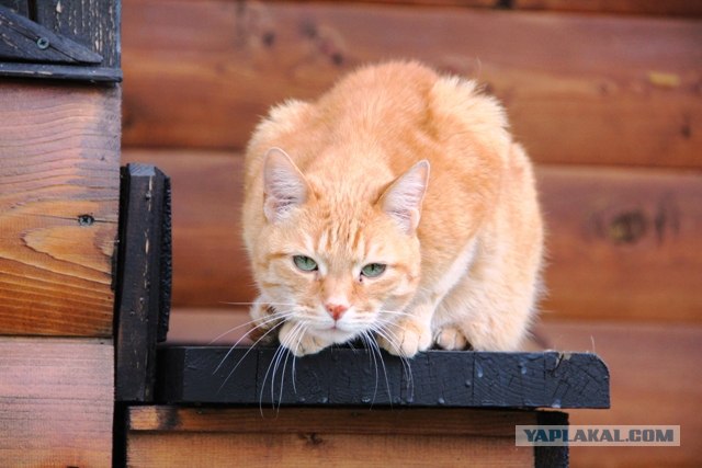 Котовторник  14.08.2012.