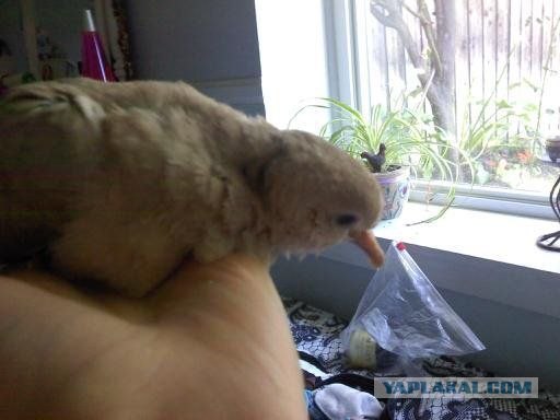 Как растут голуби