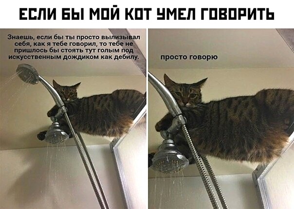 Картинки с котами и про котов