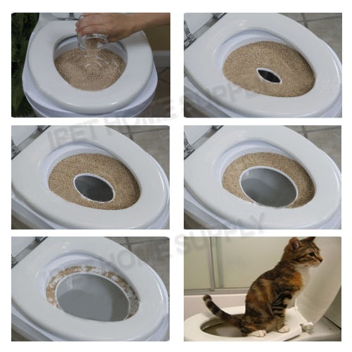 как заставить кота сходить в туалет