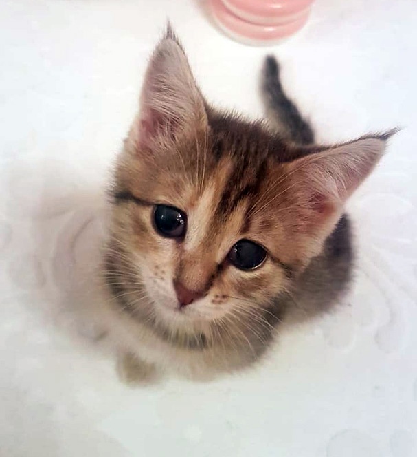 Забавные фото котеек