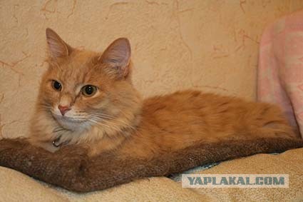 Котовторник *новогодний* 31/12/2019