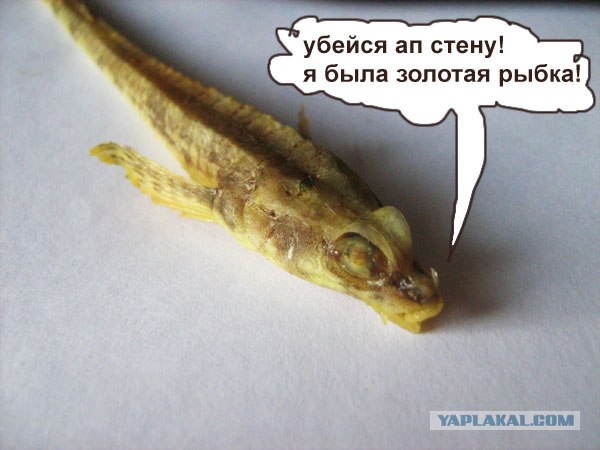 Вопрос рыбакам - Кто это?