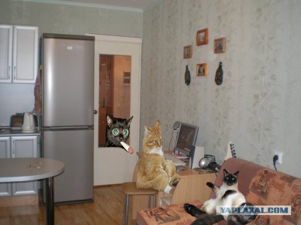 Найди кота
