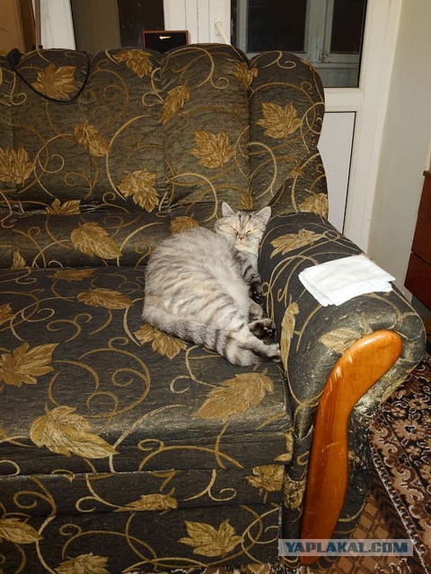 Котовторник. Добавляйте своих