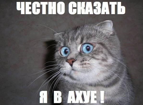 Суровый австралийский кот