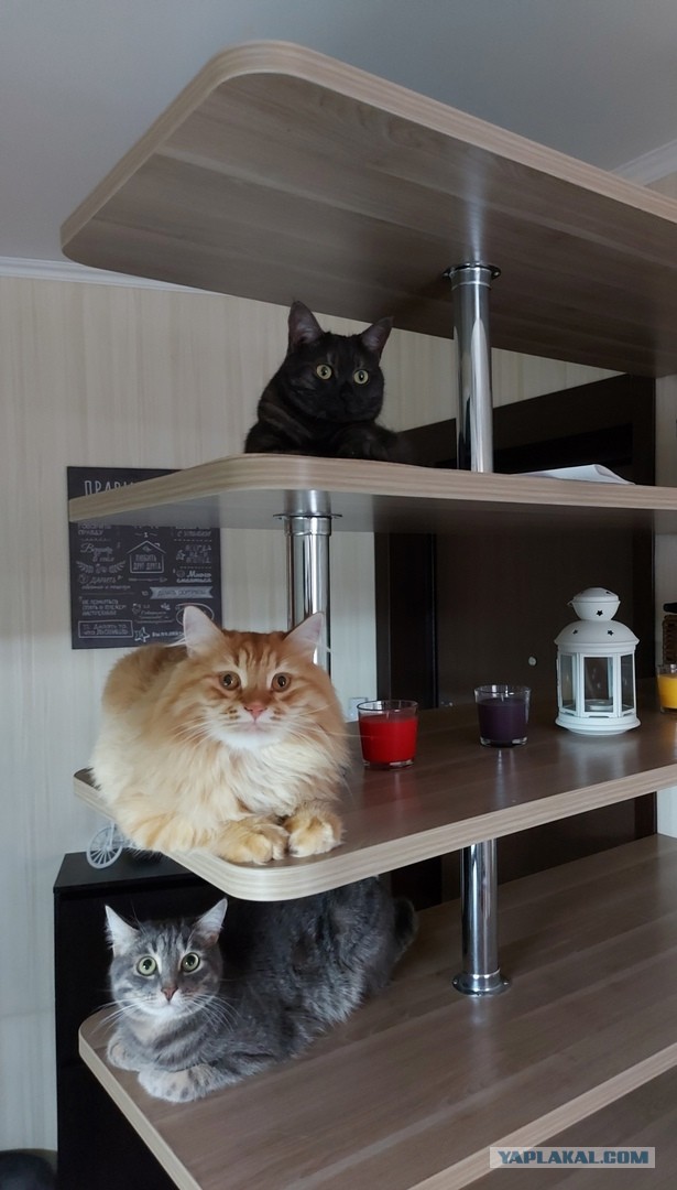 Мой самый первый КОТовторник!