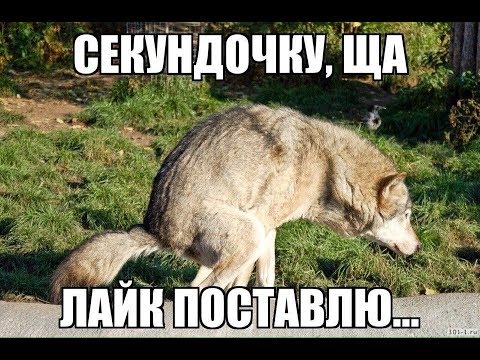 Групповое фото с собачкой