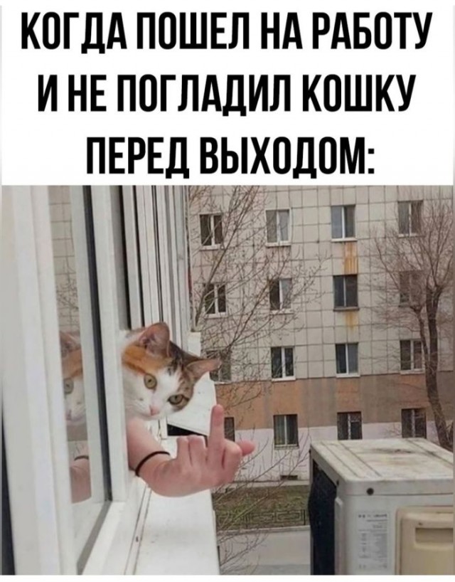 К котовторнику: подборка картинок-баянов с котиками и про котиков. Выпуск 6