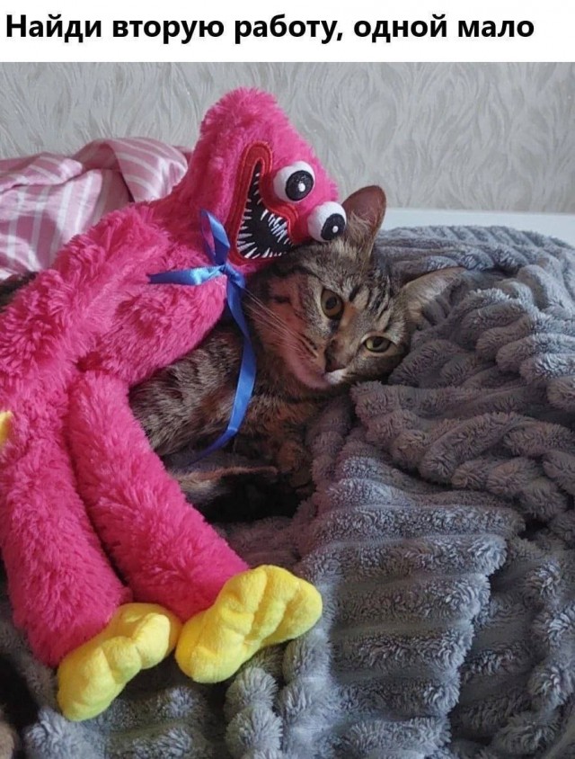 К котовторнику: подборка картинок-баянов с котиками и про котиков. Выпуск 11