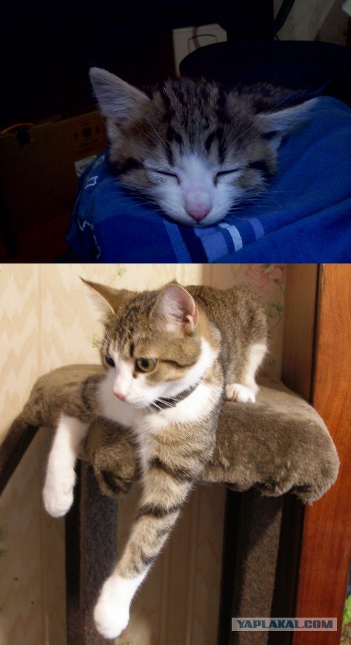 Коты и время