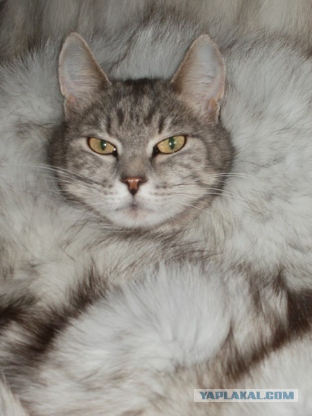 Странные товары для кошатников