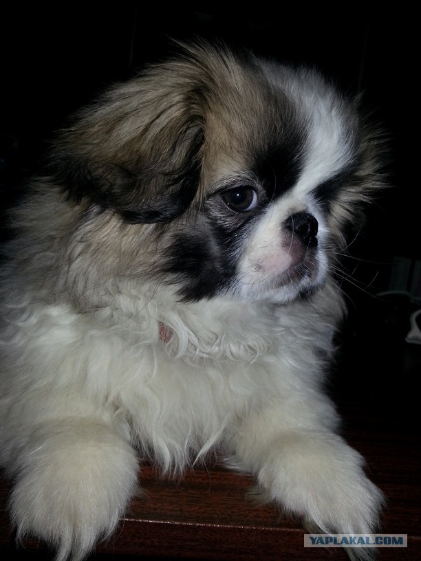 Собакочетверг на 02.01.2014