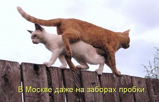 Позитивные картинки и комментарии.