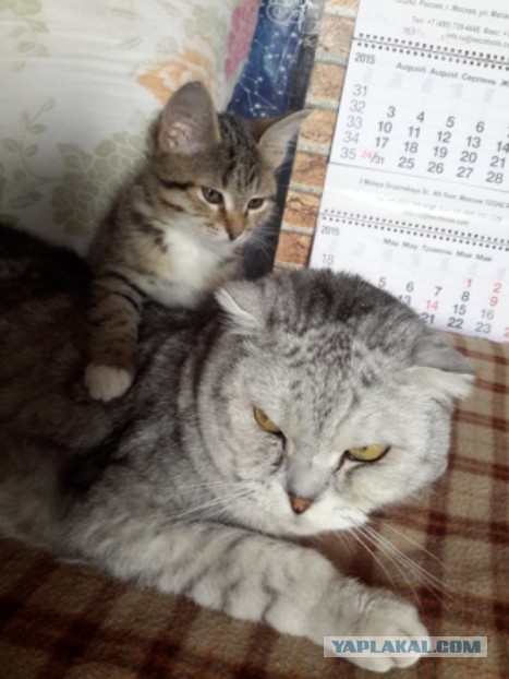 Котовторник 18.08.2015