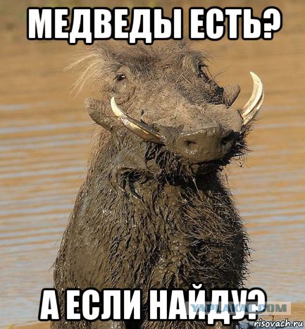 Убийство белого медведя