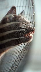 Коты, кошки, котята