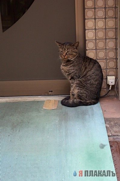Коты, кошки, котята