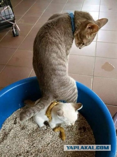 Я слышал, на ЯПе любят котиков