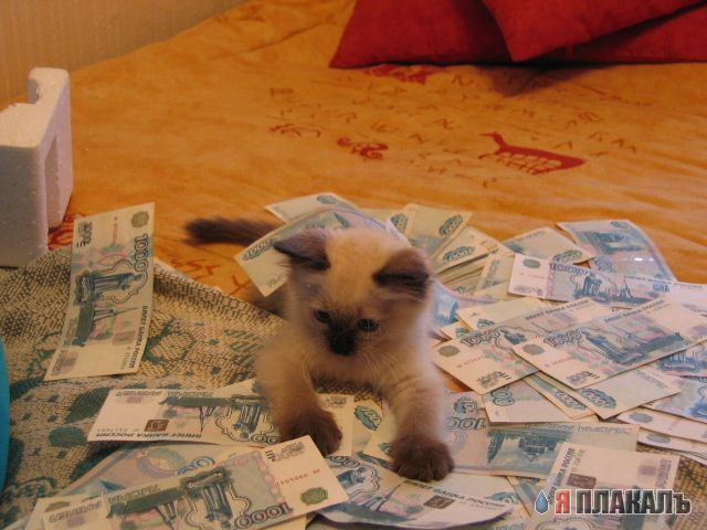 Коты, кошки, котята