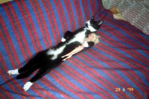 Коты, кошки, котята