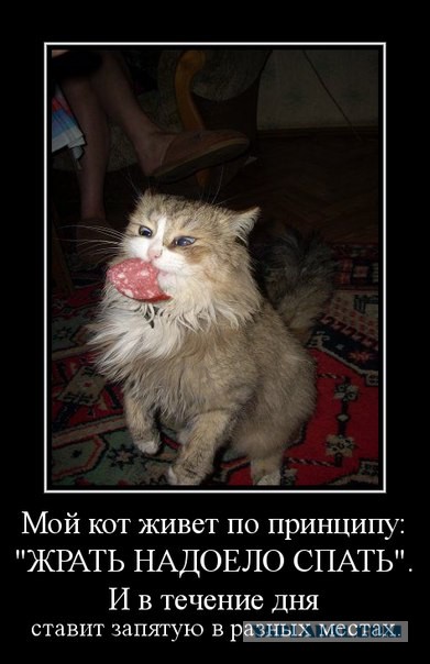 Смешные картинки с надписями