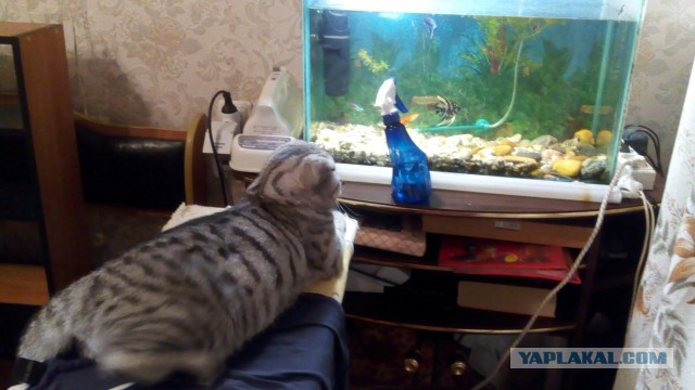 Котовторник 12.04