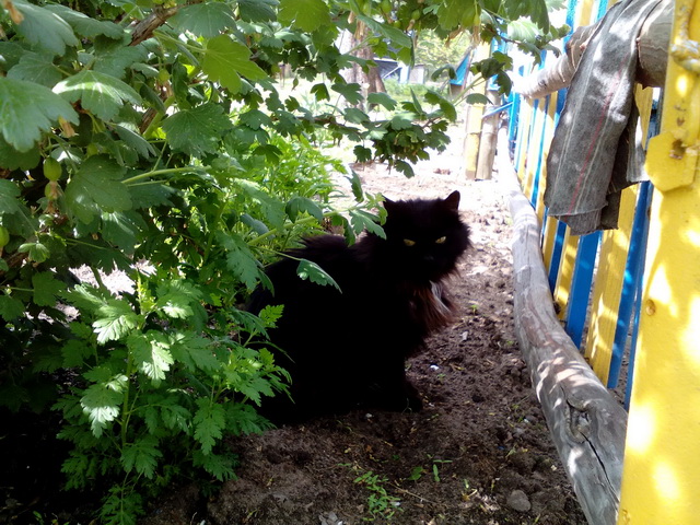 Котовторник 07.06.2016