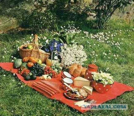 Юкка: уход и размножение