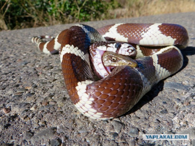 Будущий президент Исландии по-русски прокомментировал итоги матча с французами