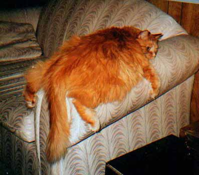 Коты из сети