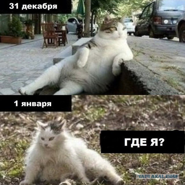 Кот нашел кошачью мяту