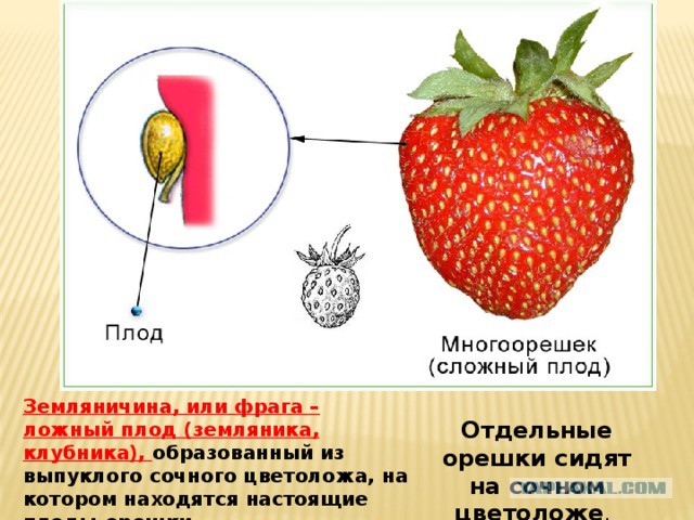 Удивительные кадры проросших фруктов и овощей