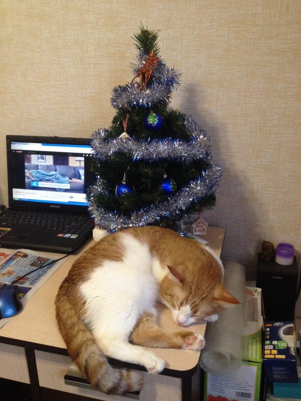 Котовторник 9.01.2018