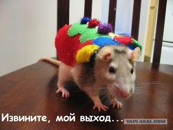 Крысо-понедельник!