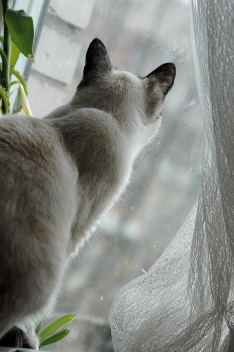 Котовторник: Кошки гаваны и другие!