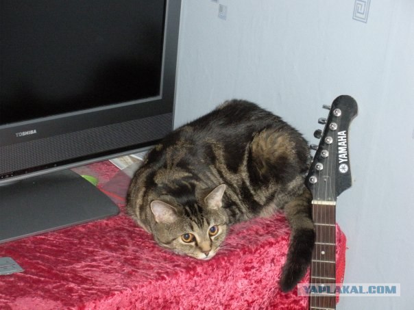 Котовторник (02.06.2009)