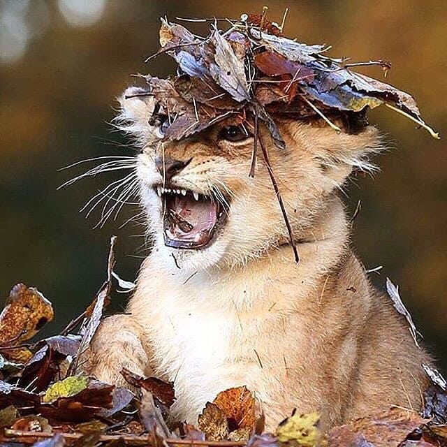 Милые животные. Мимиметр сломался