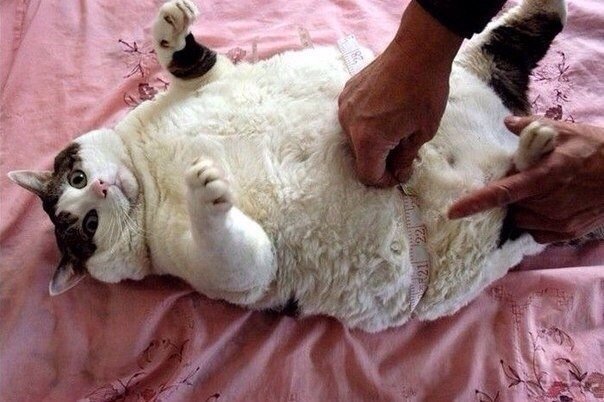 Немного милоты