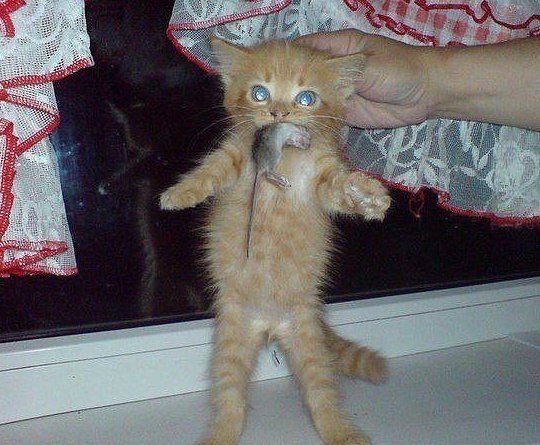 Немного милоты