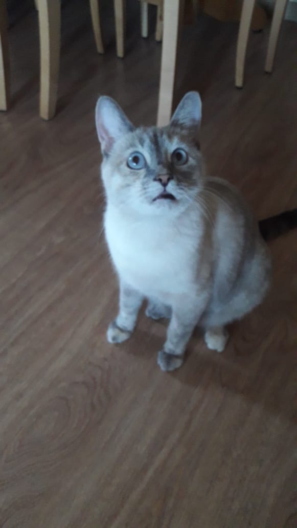 Про котов